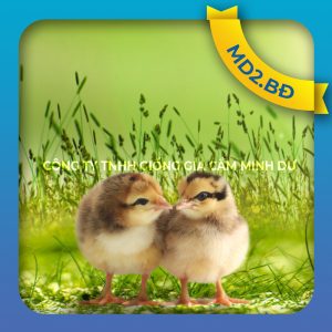 Giống gà ta chọn lọc MD2