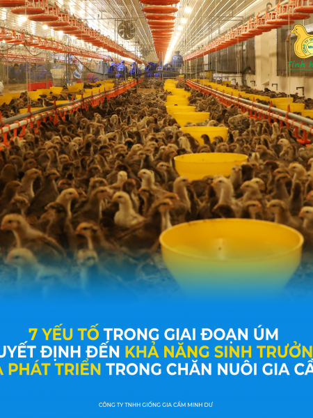 7 yếu tố quan trọng trong úm gà