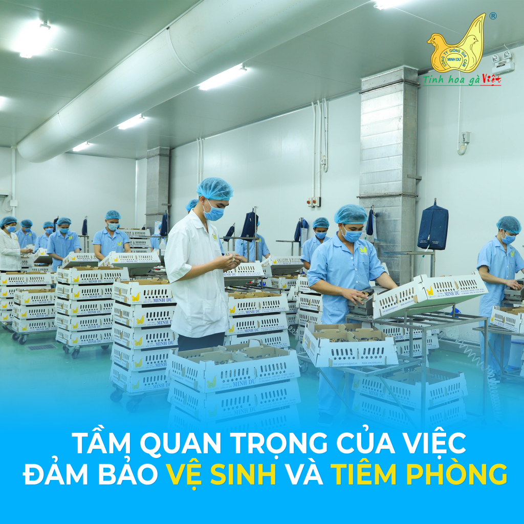 Tiêm vacxin cho gà con 1 ngày tuổi tại Công ty Minh Dư