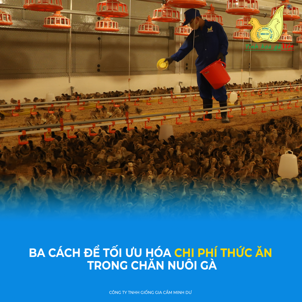 Cách để tối ưu hóa chi phí thức ăn trong chăn nuôi gà