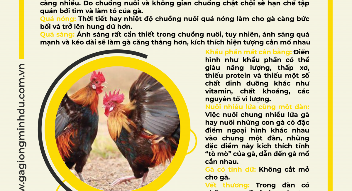 PHÒNG TRÁNH HIỆN TƯỢNG CẮN MỔ NHAU Ở GÀ