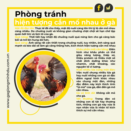 PHÒNG TRÁNH HIỆN TƯỢNG CẮN MỔ NHAU Ở GÀ
