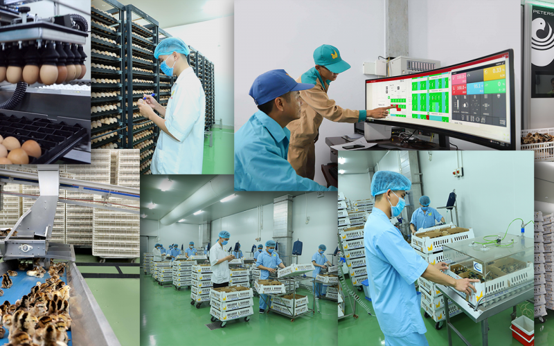 Gà giống Minh Dư tuyển dụng năm 2026