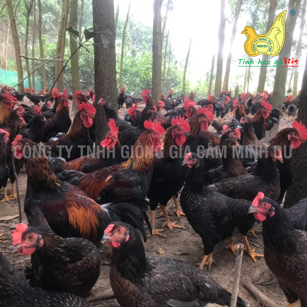 md3_yên bái
