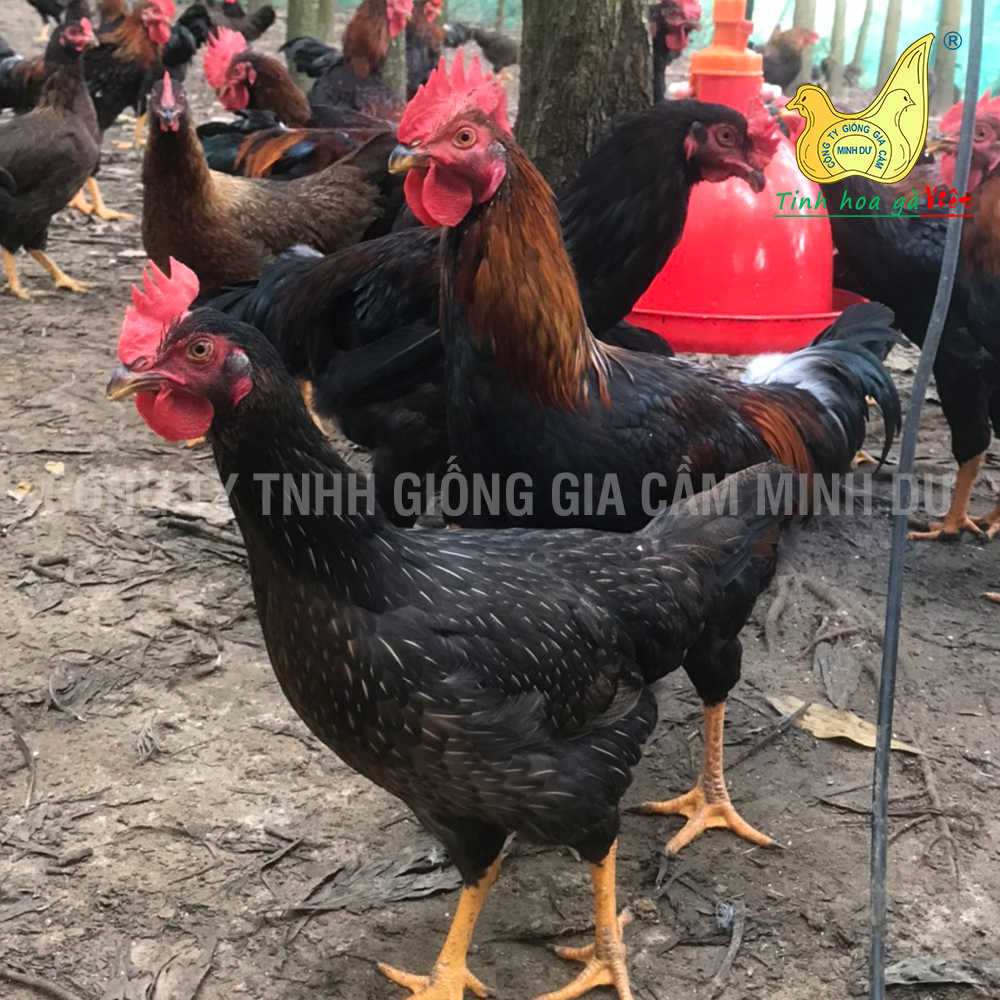 md3_yên bái3