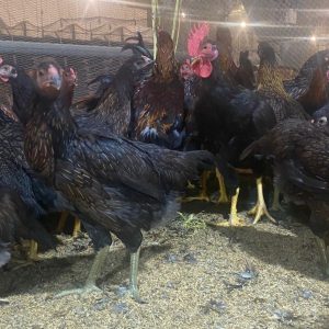 GIỐNG GÀ TA CHỌN LỌC MD2.BĐ CHÂN CHÌ (CHÂN XANH)