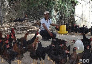 Ông Nguyễn Văn Đen, nông dân nuôi gà Minh Dư thành công ở xã Phước Sơn, huyện Tuy Phước, tỉnh Bình Định chăm sóc đàn gà. Ảnh: M.MIÊN.