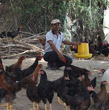 Ông Nguyễn Văn Đen, nông dân nuôi gà Minh Dư thành công ở xã Phước Sơn, huyện Tuy Phước, tỉnh Bình Định chăm sóc đàn gà. Ảnh: M.MIÊN.
