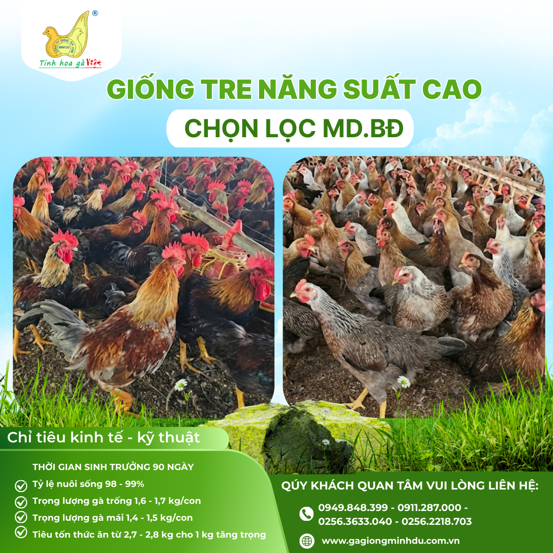 gÀ TRE NĂNG SUẤT CAO
